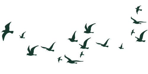 Birds Cloud 9